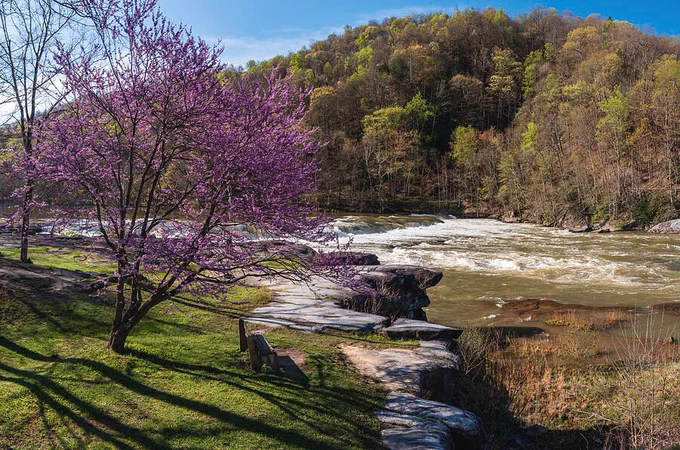 Redbud tree blossoms over a wooden bench looking at the cascades of Valley Falls in West Virginia. Prints available to decorate your home! #AlmostHeaven #AYearForArt 
