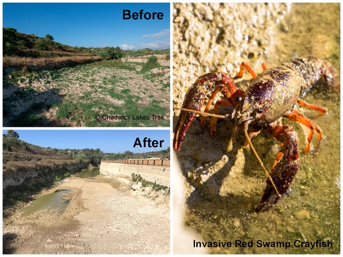 Picture board showing Invasive red swamp crayfish and the land before and after excavation