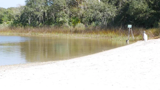 A wading bird on the beach, near the edge of the water.
