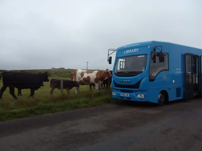 Cows investigating the Mobile Library