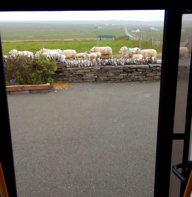 Sheep visiting the Mobile Library