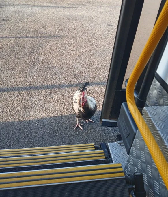 A chicken investigating the Mobile Library