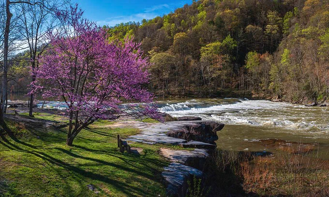 Redbud tree blossoms over a wooden bench looking at the cascades of Valley Falls in West Virginia. Prints available to decorate your home! #AlmostHeaven #AYearForArt 