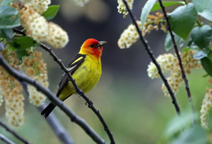 a male western tanager perched in a tree