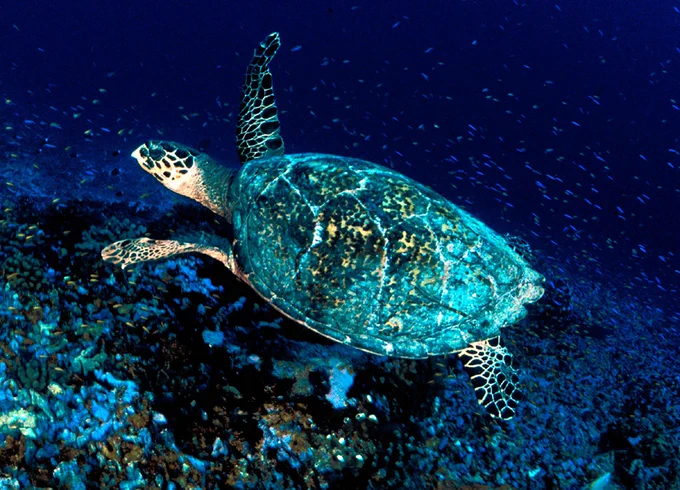 a Kemp's ridley sea turtle swimming near the ocean floor