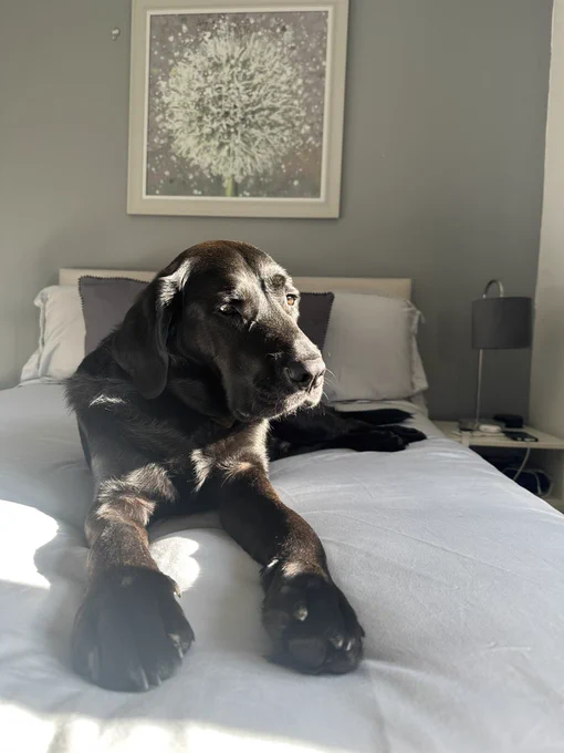 The photo shows a black Labrador dog lying on a white bedspread in a sunlit room. The dog is facing left with a serene expression, and sunlight highlights its shiny coat and thoughtful eyes. Behind the dog, there is a gray wall with a framed picture of a dandelion puffball. To the right, there's a bedside table with a lamp. The overall ambiance is calm and cozy.