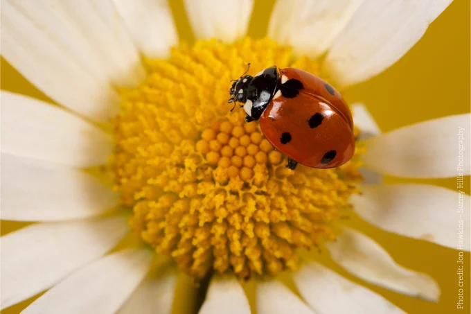 The classic ladybird, found in parks and gardens across the UK. It’s a large ladybird, usually 5-8mm long. It has red wing cases, with three black spots on each side and a seventh spot in the middle, just behind the pronotum. Look for it on low-growing plants.
