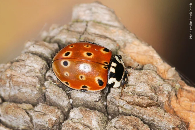The UK’s largest ladybird, growing to around 8.5mm. It’s widespread in the UK, but not often seen. It spends much of its time in the canopy of conifer trees, particularly Scots pine, hunting aphids. Its wing cases are dark red, usually with 15 black spots – though spots can vary from zero to 23. The spots usually have pale rings around them.