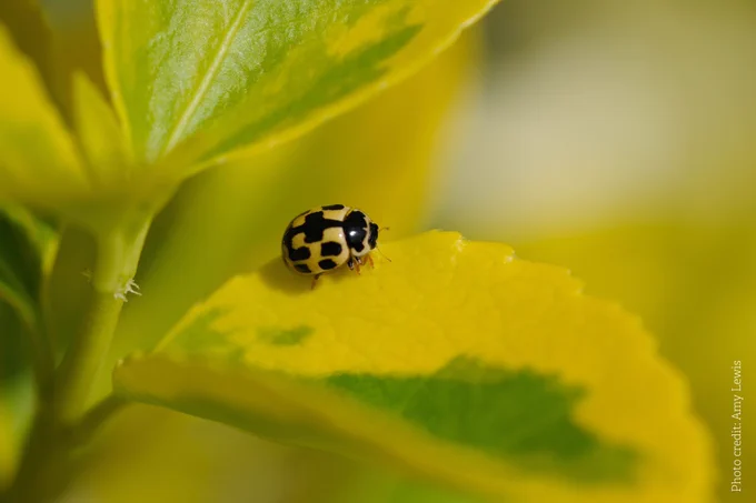 This attractive little ladybird is widespread in most of the UK, though scarcer in Scotland. It’s around 4mm long and usually yellow with black markings. The wings cases have rectangular black spots that often fuse together to form lines. It’s usually found close to the ground, amongst grasses and flowers.