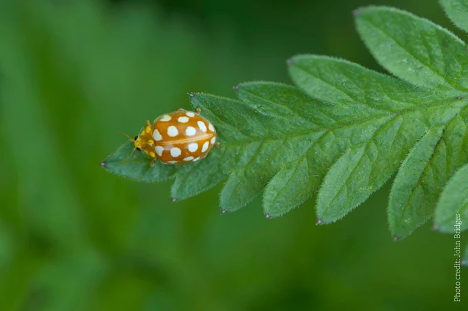 This distinctive ladybird is found across the UK. It’s around 6mm long and orange all over, with 12-16 white spots on its wing cases. It feeds on mildew on leaves and is often seen around sycamore and ash trees.
