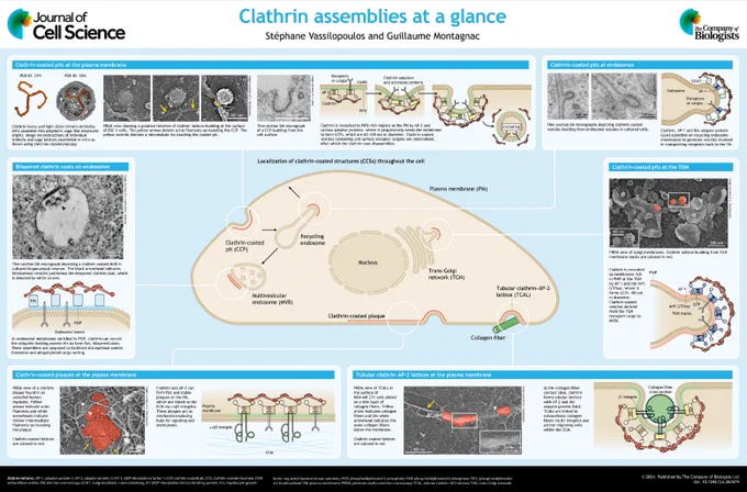 Clathrin assemblies at a glance poster from Stéphane Vassilopoulos and Guillaume Montagnac. 
