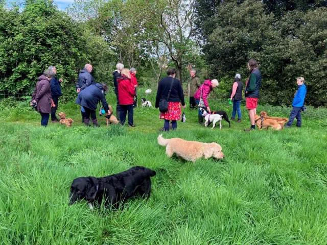 Dog walkers enjoying a social dog walk