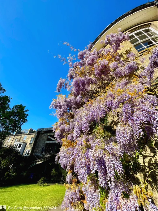 Wisteria season in Cambridge. A view of the wisteria blossom at Darwin College.