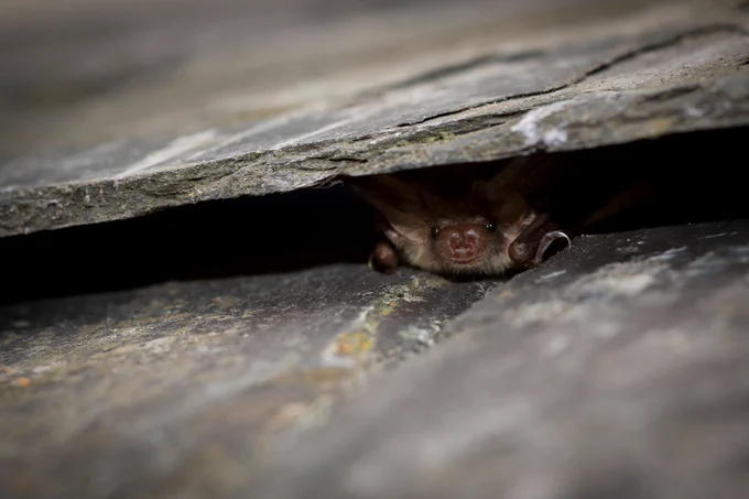 Brown long eared bat living in a roof