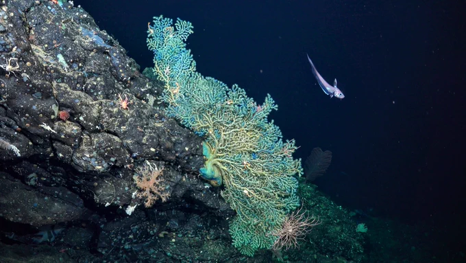 Image copyright Schmidt Ocean institute