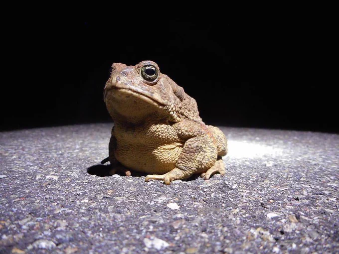 Ribbet! Hypnotic Rocky Mountain toad (Anaxyrus woodhousii woodhousii) at Mesa Verde National Park.