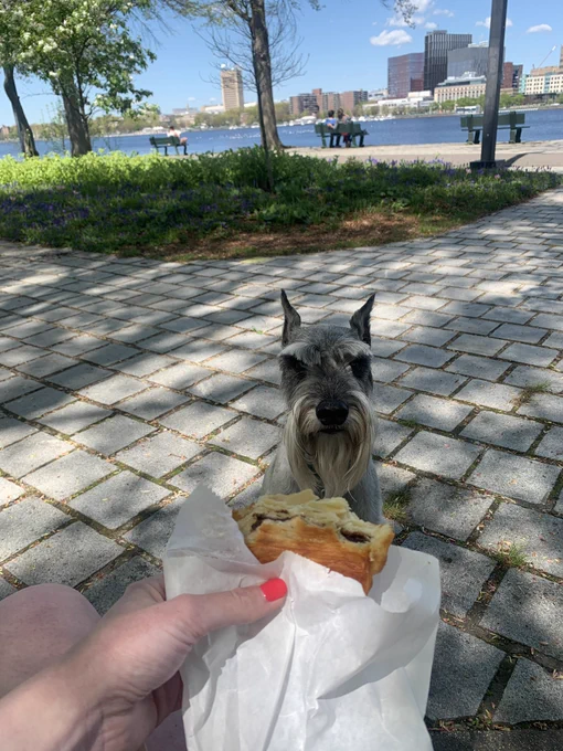 A white woman with manicured nails holds a chocolate croissant in a wax paper pouch in front of a salt and pepper standard schnauzer on pavers sitting looking hungry. The schnauzer has impeccable eyebrows and looks attentive. Behind him is a bed of flowers and more walking paths. Behind that is the Charles River and Cambridge skyline. They are at the Boston Esplanade.