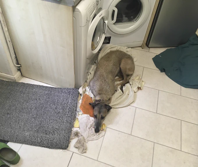 Teddy, a skinny longdog/ lurcher type dog lies on the kitchen floor. Either side of him are a choice of 2 dog beds, he instead lies awkwardly & uncomfortably on a pile of dirty washing!