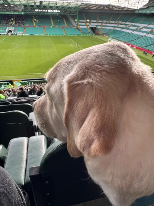 A close up shot of guide dog Sam at Celtic Park looking down towards the pitch