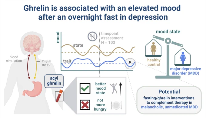 Graphical abstract for the paper depicting the stomach-brain axis and lower mood in depression. Acyl ghrelin was associated with a better mood state but not more subjective hunger ratings. The potential for fasting or ghrelin interventions to complement therapy in melancholic, unmedicated depression is highlighted.