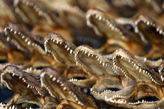A repetitive grouping of the same alligator with their mouths open

In collaboration with Getty Images
https://unsplash.com/photos/a-group-of-alligators-with-their-mouths-open-VB60DTFKLxE
