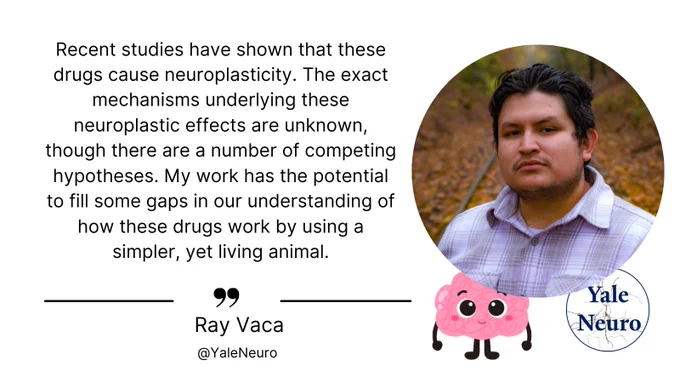 Quote from Ray Vaca: "Recent studies have shown that these drugs cause neuroplasticity. The exact mechanisms underlying these neuroplastic effects are unknown, though there are a number of competing hypotheses. My work has the potential to fill some gaps in our understanding of how these drugs work by using a simpler, yet living animal."