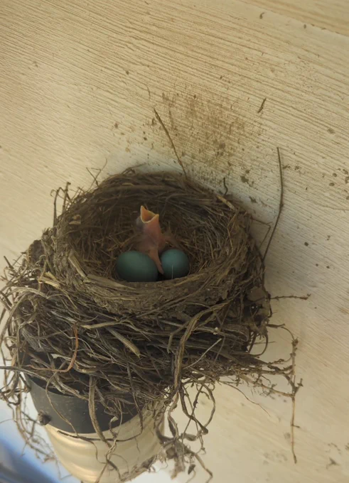 A robin nest on top of a back porch light with two blue eggs and one pink baby bird with head up and its mouth opened as if it is waiting for a momma bird to feed it.