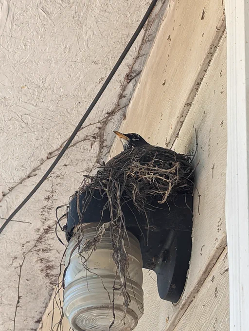 A picture of robin nest on top of a back porch light from a lower angle with the head of a grown female robin sticking out