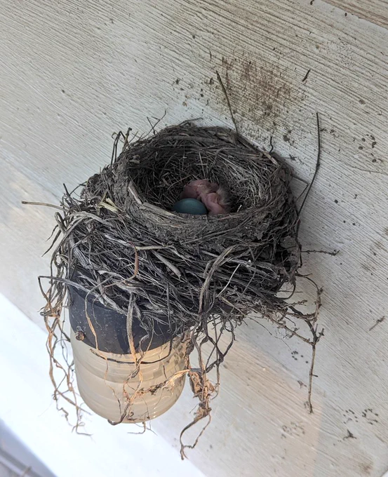 A robin nest on top of a back porch light with one blue egg and two tiny pink baby birds