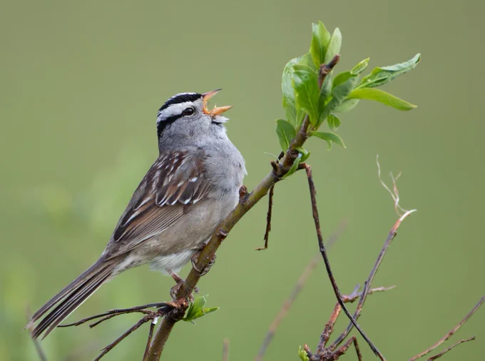 📷A white-crowned sparrow sings from a branch. Photo credit: Photo by P. Pearsall, USFWS 
A bird perches on a branch with its mouth wide open, singing. 