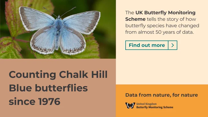 Chalk Hill Blue butterfly and headline Counting Chalk Hill Blue butterflies since 1976. The UK Butterfly Monitoring Scheme tells the story of how butterfly species have changed from almost 50 years of data. Date from nature, for nature