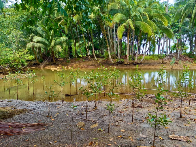 Mangal Abade mangrove site. A body of water in the middle of trees.