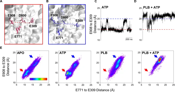 Figure 2. Effects of ATP and PLB on structure of SERCA Ca2  transport sites.