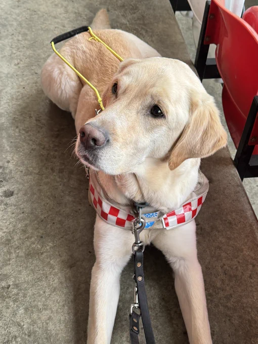 Guide dog Sam lying down in the stands at the Excelsior stadium wearing his guide dog harness