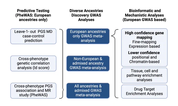 Diagram of analysis design for PGC MDD GWAS. Diverse ancestries discovery GWAS analyses starts with European ancestry meta-analysis, which is used for bioinformatic and mechanistic analysis; fine-mapping and expression-based gene mapping; tissue, cell, and pathway enrichment analyses; and drug target enrichment analyses. All ancestries meta-analysis is used for predictive testing within and across ancestries.
