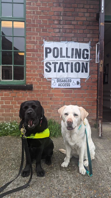 Quark, black Labrador working guide dog in harness upsits outside a red brick building with the words 'Polling Station' on a poster outside. Beside him sits Kika, yellow Labrador retired guide dog. Quark is yawning as if he is terribly bored or tired, and Kika has a proud smile on her face.