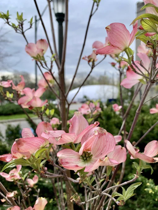 Photo of a Pink Flowering Dogwood tree outside Talbot College at Western University