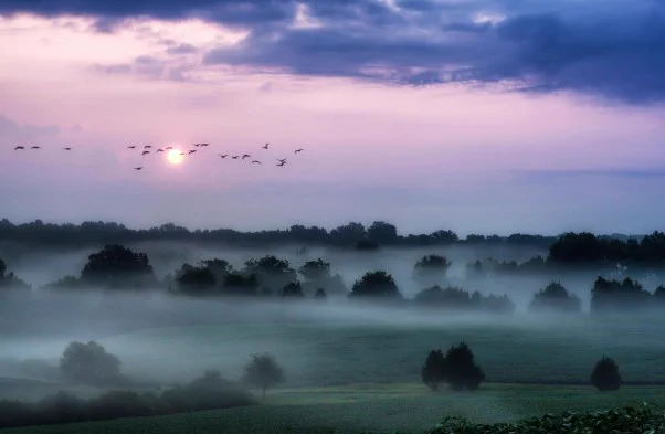 Several trees stand tall on fog covered rolling hills. 