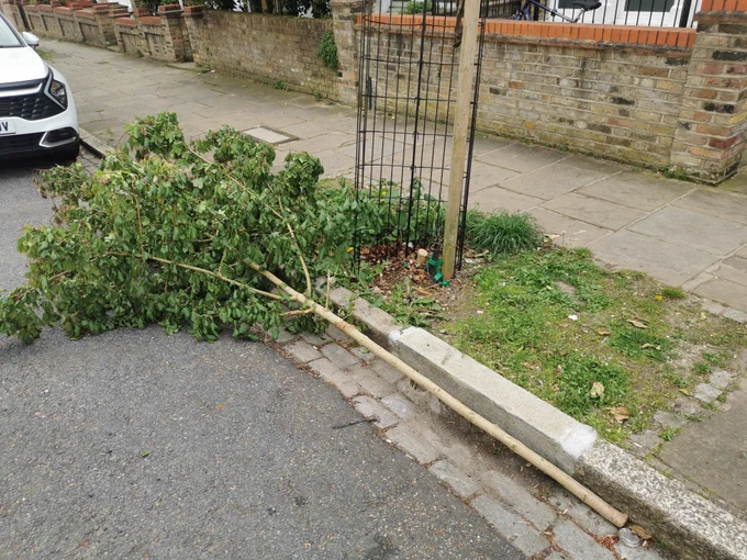 Picture of a young tree felled at the base on Alexandra Grove, Brownswood Ward, North London