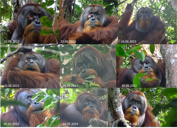 The images show the stages of succesful wound healing after a wild male Sumatran orangutan intentionally treated his open facial wound with a medicinal plant. 
Picture credit: Armas Safruddin; Ulil Azhari Adami 
