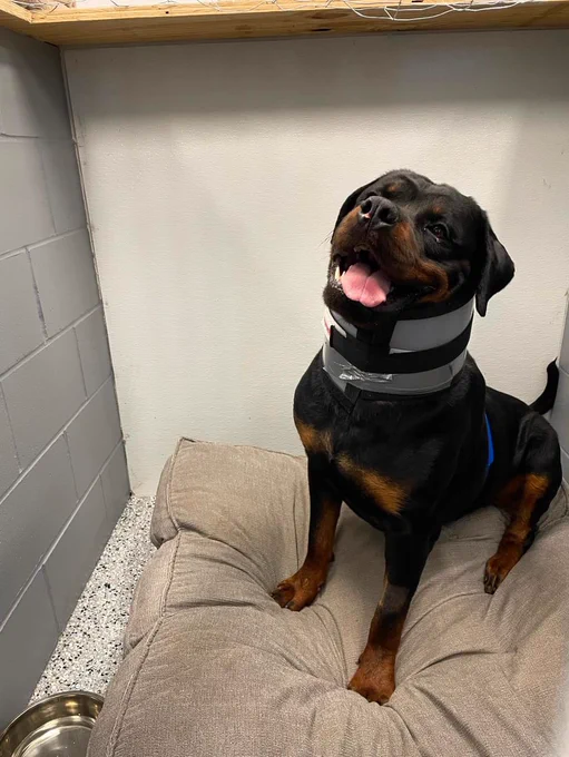zeus the rottie smiles as he looks up from a fluffy tan dog bed. he's wearing a brace around his neck and a big goofy grin. he has been asked not to mess with his healing toenails, which is obviously the worst thing he's been through all week.
