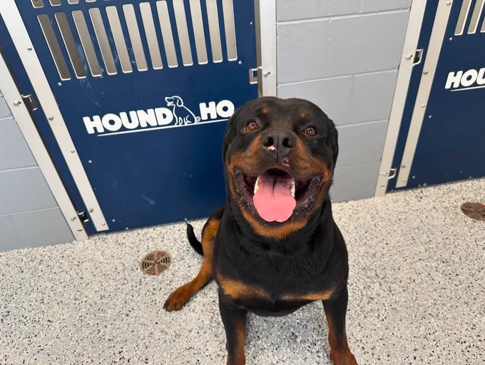 a picture of a big goofy rottweiler smiling up at the camera as he sits on the floor of his boarding facility. he has a little pink scuff on his otherwise black nose, and the tiniest brown eyebrow dots we’ve ever seen.