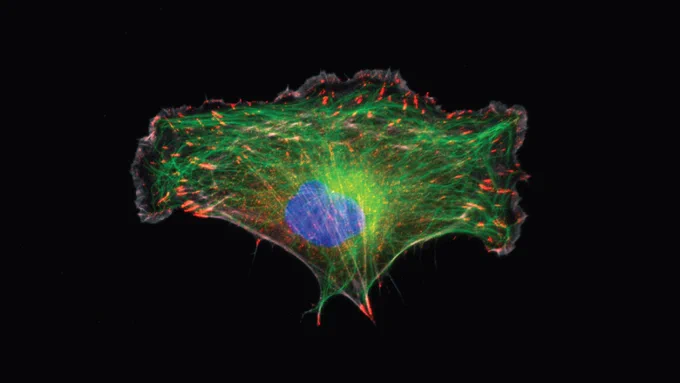 Image displays focal adhesions in red, microtubules in green, DNA in blue, and actin in gray