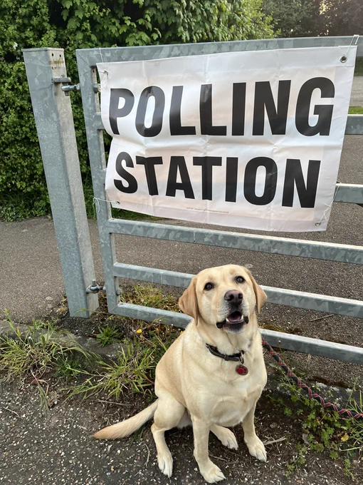 Labrador dog sitting by a gate with a polling station sign