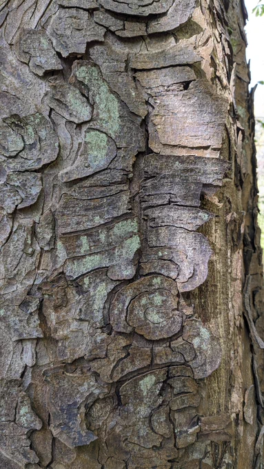 Patterned bark