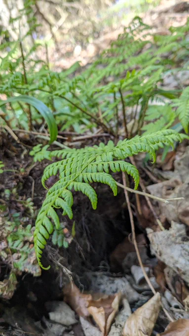 A fern growing from undergrowth