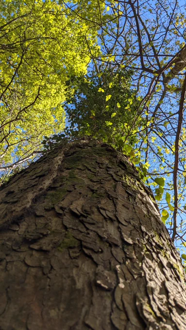 Tall mature tree pictured from the base, looking up towards foliage at the top , and a blue sky beyond
