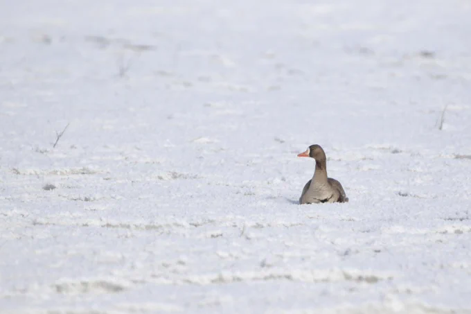 A greater white-fronted goose sits on the snow covered tundra.