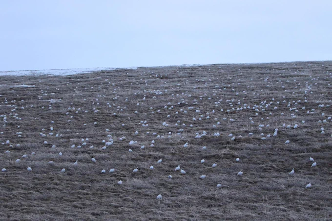 Dozens of willow ptarmigans fill the tundra.