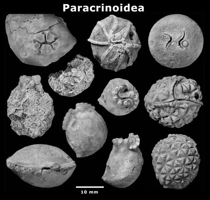 Ten images of representative paracrinoid specimens. Top row from left: Columbocystis typica (USNM 93407b); Malocystites murchisoni (CMC-P50436); Bistomiacystis globosa (OU 8937). Middle left (two images): Implicaticystis symmetricus (SUI39522). Two images, centre and centre bottom row:  Canadocystis tennesseensis (USNM 241272). Centre right and bottom left: Oklahomacystis tribrachiatus (OU8150). Bottom left (two images): Globulocystites cristatus (OU 8154). Scale bar represents 10 mm.